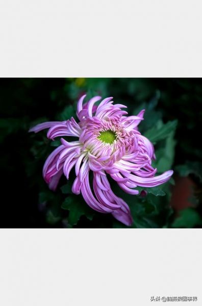 用佳能24—105镜头，实拍25张秋叶和菊花的照片，你喜欢哪...-11.jpg