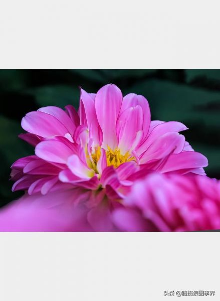 用佳能24—105镜头，实拍25张秋叶和菊花的照片，你喜欢哪...-16.jpg