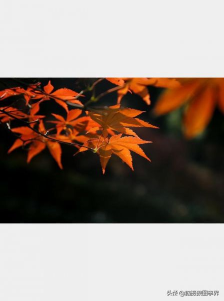 用佳能24—105镜头，实拍25张秋叶和菊花的照片，你喜欢哪...-20.jpg