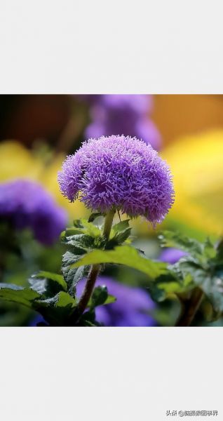 用佳能24—105镜头，实拍25张秋叶和菊花的照片，你喜欢哪...-21.jpg
