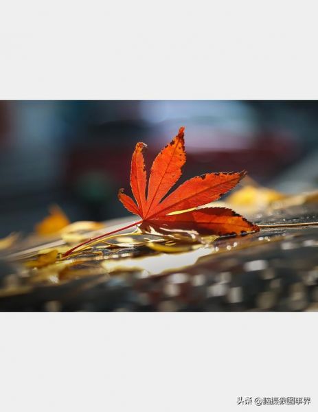 用佳能24—105镜头，实拍25张秋叶和菊花的照片，你喜欢哪...-23.jpg