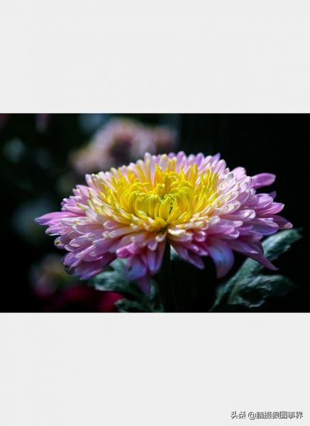 用佳能24—105镜头，实拍25张秋叶和菊花的照片，你喜欢哪...-24.jpg