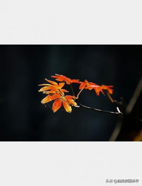 用佳能24—105镜头，实拍25张秋叶和菊花的照片，你喜欢哪...-25.jpg