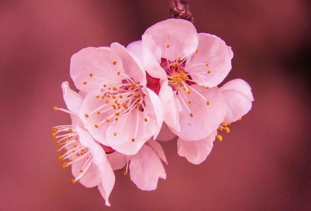 这5个关键因素，决定你的花朵照片是否好看，摄影新手入...-6.jpg