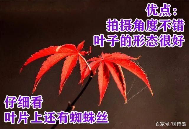 照片不好看的3个摄影错误，你知道吗？方法简单普通人一...-14.jpg