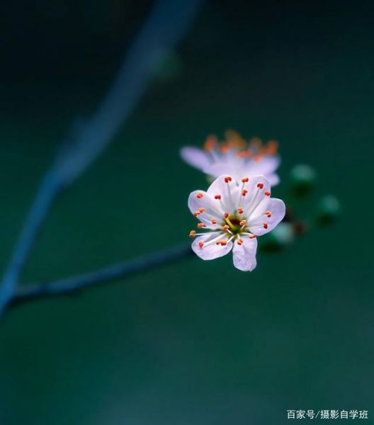 拍花朵的8个摄影技巧，小花也能拍得很漂亮，模仿学习拍...-14.jpg