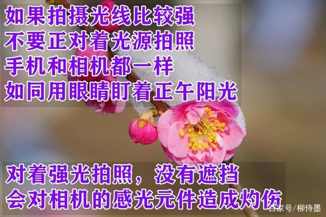 花朵照片更有深度，避开2个拍摄失误，摄影新手学点高级的-6.jpg