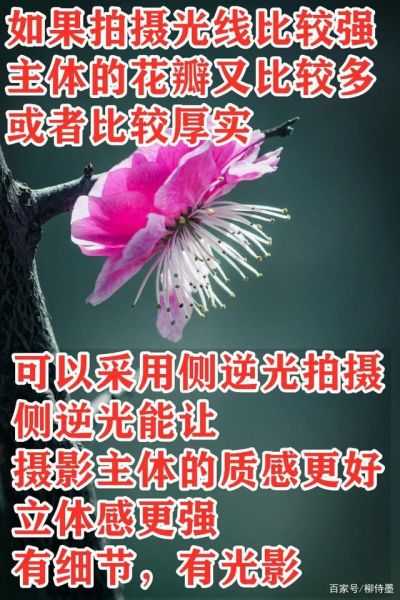 花朵照片更有深度，避开2个拍摄失误，摄影新手学点高级的-10.jpg