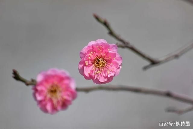 花朵照片更有深度，避开2个拍摄失误，摄影新手学点高级的-15.jpg