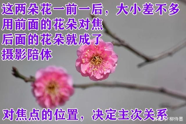 花朵照片更有深度，避开2个拍摄失误，摄影新手学点高级的-16.jpg