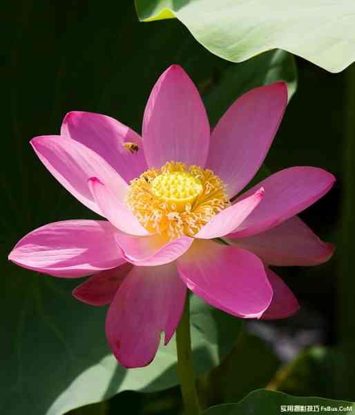 花卉摄影拍摄技巧-5.jpg