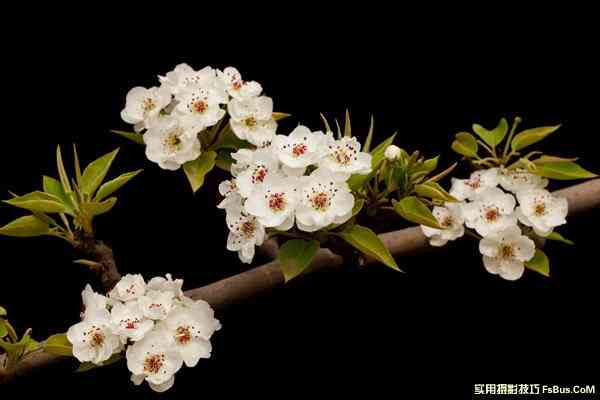 花卉摄影拍摄技巧-6.jpg