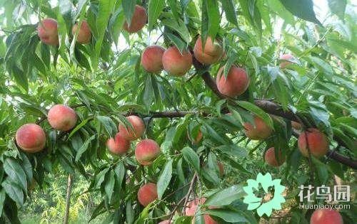 怎样种植桃树-2.jpg