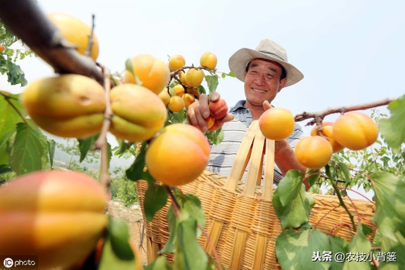 桃树种植的产量与品质要提高，从种到收的这些园内管理细节要做到-11.jpg