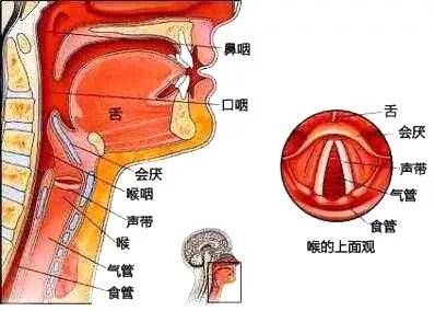 歌唱发声器官结构图（建议收藏）-1.jpeg
