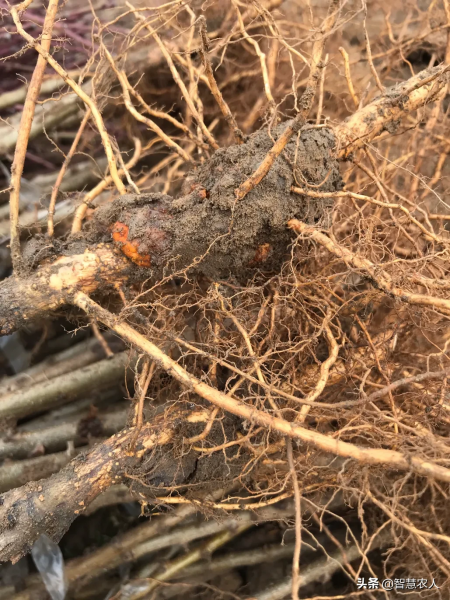 桃是一种典型的落叶小乔木，桃花可用于观赏，果实可用于制罐头、制桃脯或直接生食。通常，桃树的经济寿命为16～24 a，结果期为嫁接后的两三年...-2.jpg