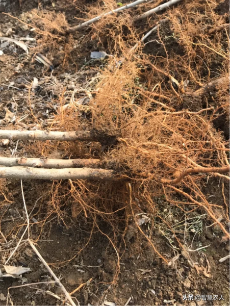 桃是一种典型的落叶小乔木，桃花可用于观赏，果实可用于制罐头、制桃脯或直接生食。通常，桃树的经济寿命为16～24 a，结果期为嫁接后的两三年...-3.jpg