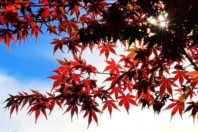 枫红季节：拍枫叶技巧总整理-4.jpg