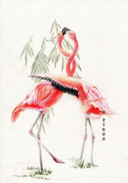 简单详细的画画教程，教你画火烈鸟-1.jpg