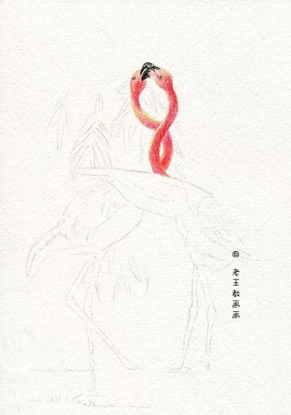 简单详细的画画教程，教你画火烈鸟-5.jpg