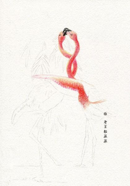 简单详细的画画教程，教你画火烈鸟-6.jpg