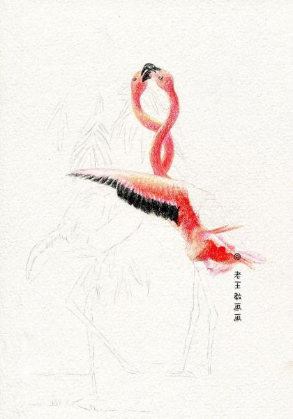 简单详细的画画教程，教你画火烈鸟-7.jpg