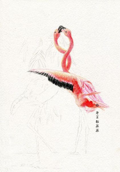 简单详细的画画教程，教你画火烈鸟-8.jpg