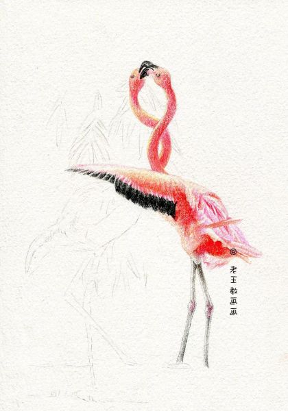 简单详细的画画教程，教你画火烈鸟-9.jpg