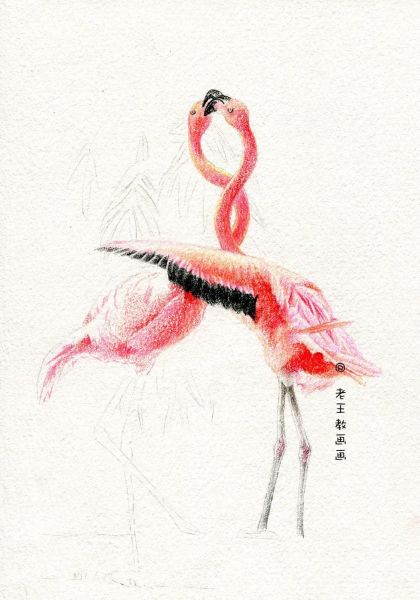 简单详细的画画教程，教你画火烈鸟-10.jpg