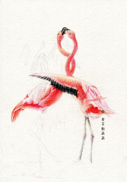 简单详细的画画教程，教你画火烈鸟-11.jpg