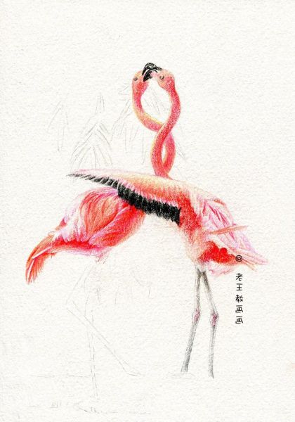 简单详细的画画教程，教你画火烈鸟-12.jpg