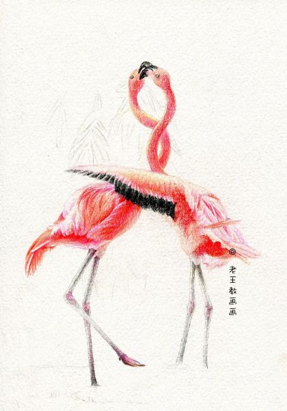 简单详细的画画教程，教你画火烈鸟-13.jpg