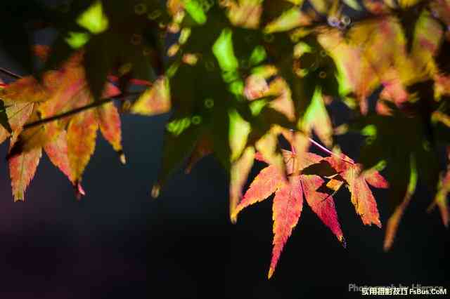 枫红季节：拍枫叶技巧总整理-21.jpg