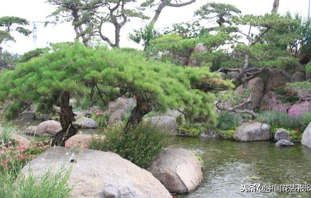 不是摄影，不是蛋糕，罗红摄影艺术馆最厉害的是植物景观-8.jpg