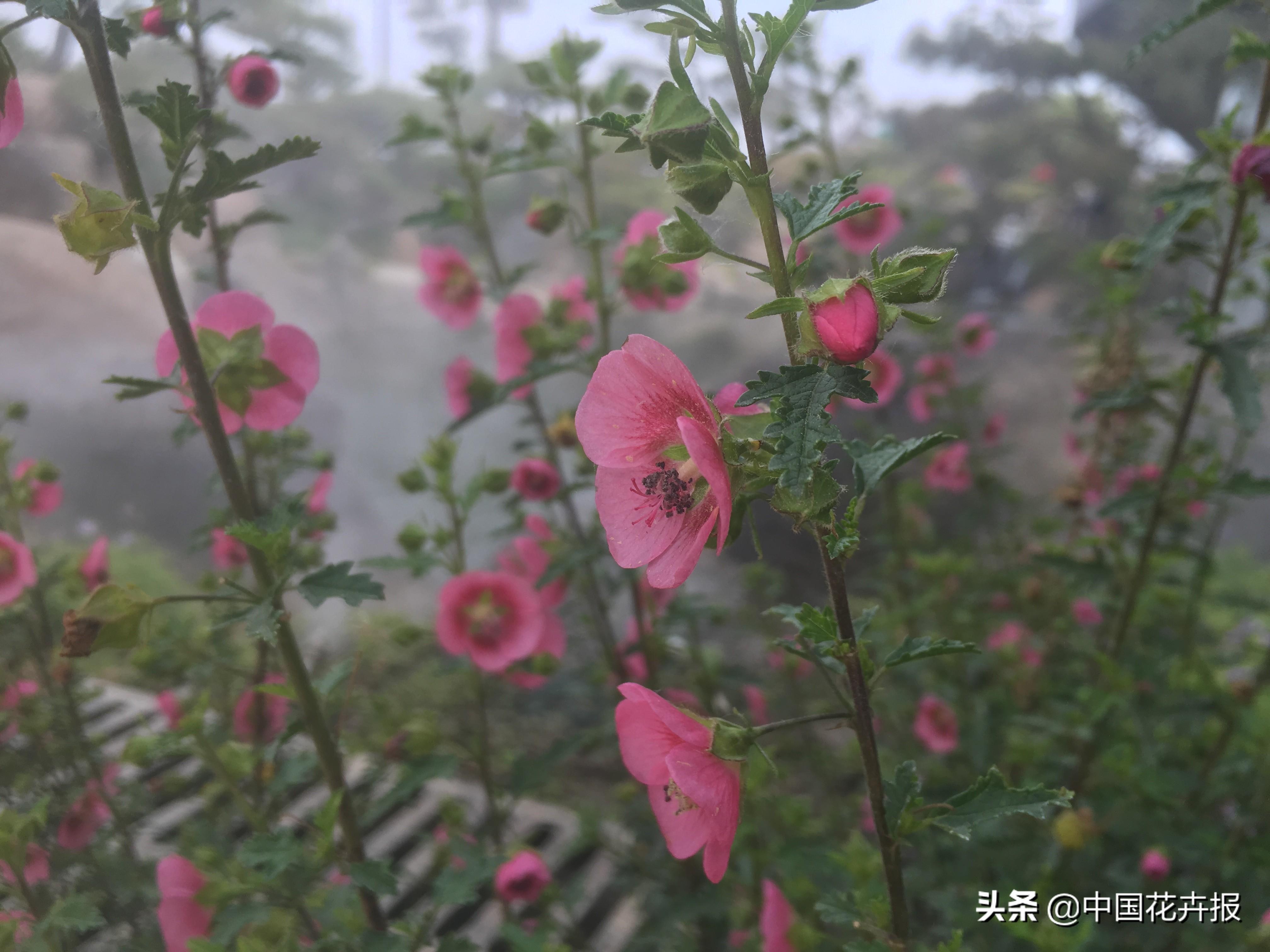 不是摄影，不是蛋糕，罗红摄影艺术馆最厉害的是植物景观-25.jpg