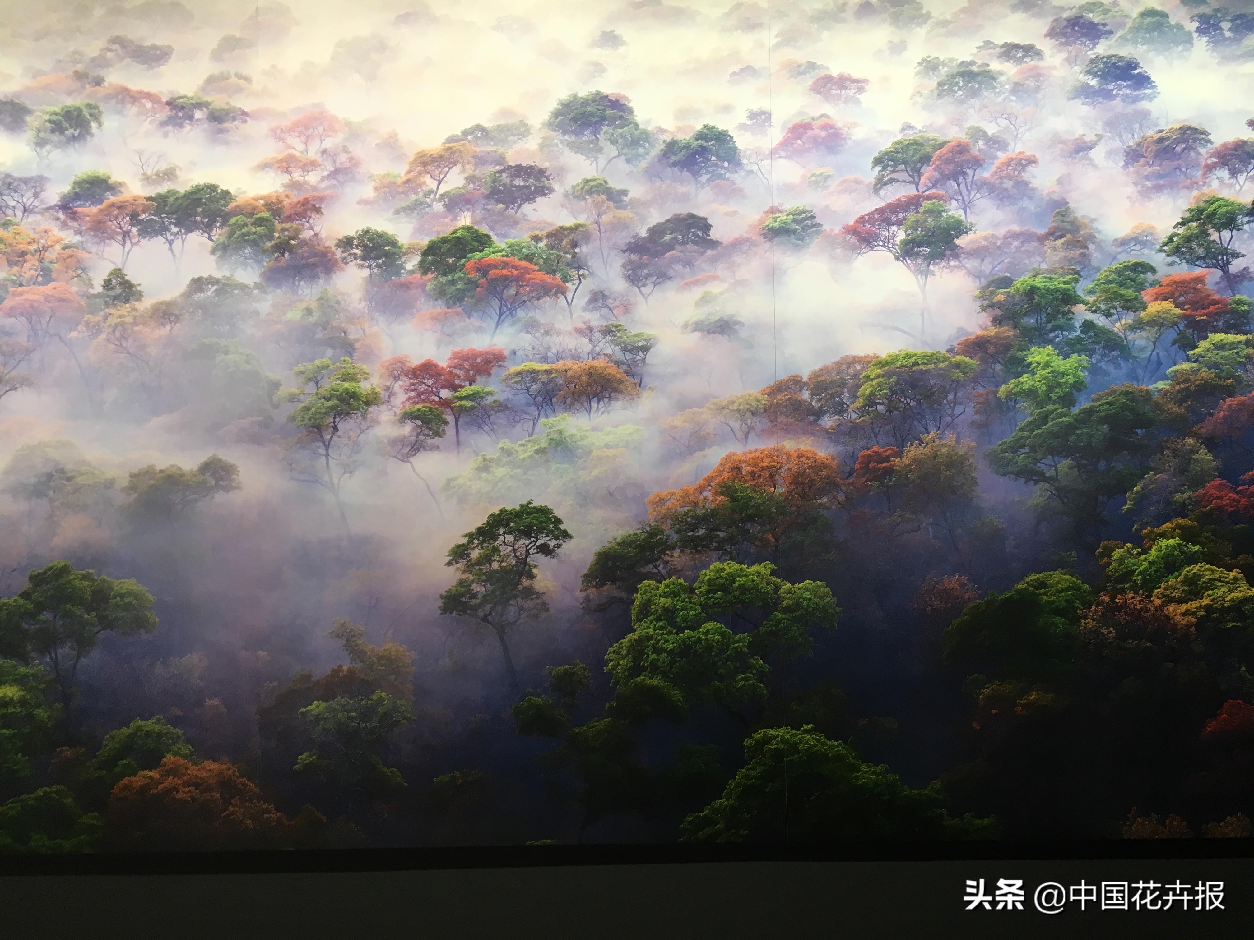 不是摄影，不是蛋糕，罗红摄影艺术馆最厉害的是植物景观-39.jpg